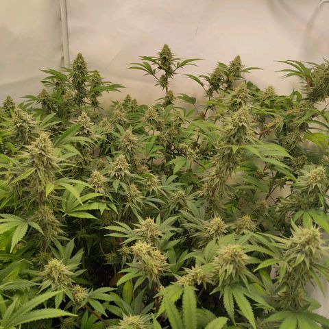Sturmtief SABINE growlog timeline photo