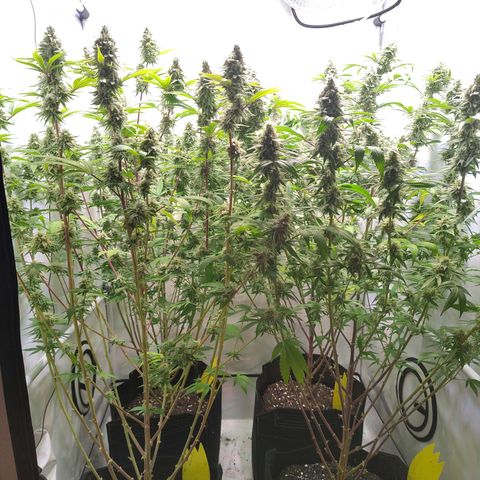 Sturmtief SABINE growlog timeline photo