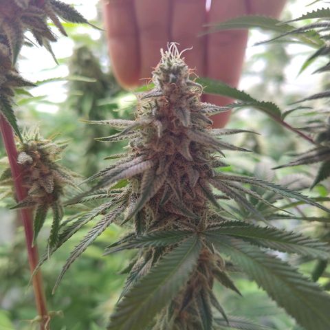 Sturmtief SABINE growlog timeline photo