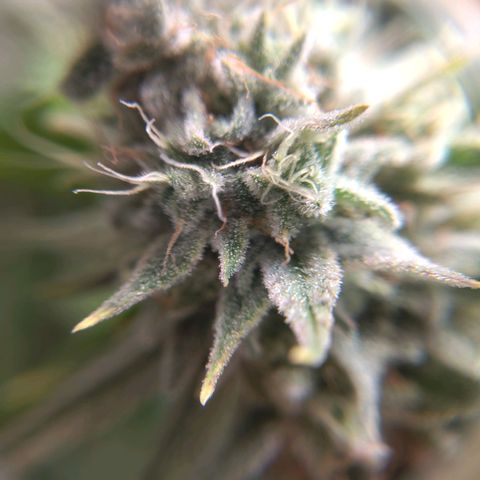 Sturmtief SABINE growlog timeline photo
