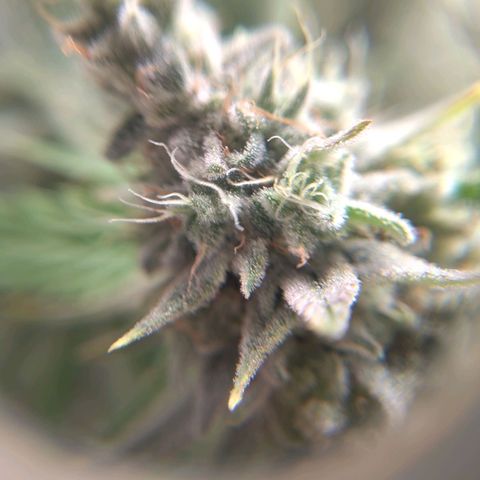 Sturmtief SABINE growlog timeline photo