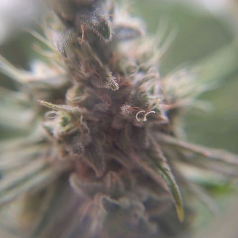 Sturmtief SABINE growlog timeline photo