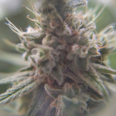 Sturmtief SABINE growlog timeline photo