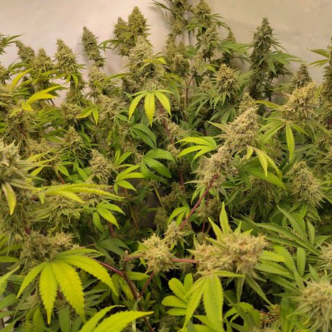 Sturmtief SABINE growlog timeline photo