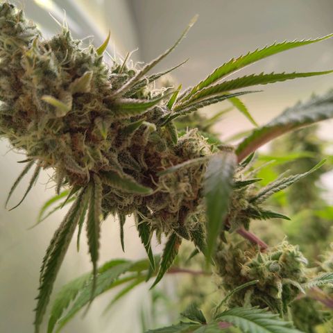 Sturmtief SABINE growlog timeline photo