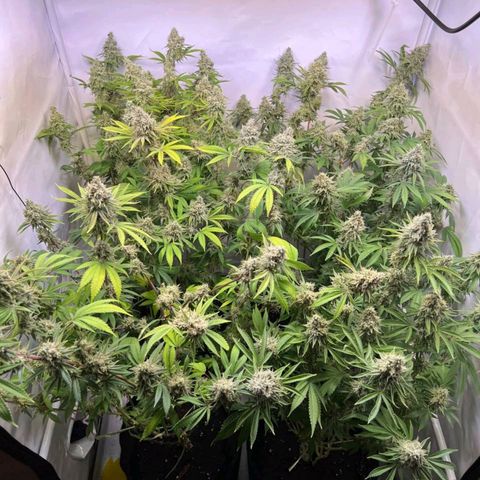 Sturmtief SABINE growlog timeline photo
