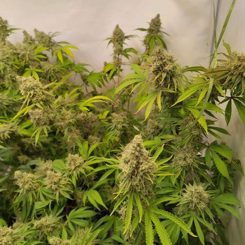 Sturmtief SABINE growlog timeline photo