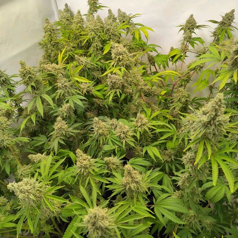 Sturmtief SABINE growlog timeline photo