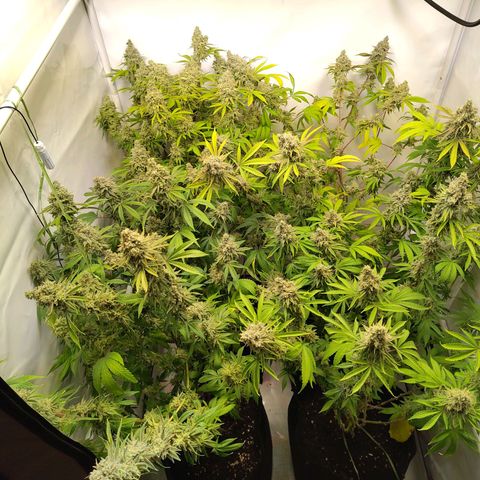 Sturmtief SABINE growlog timeline photo