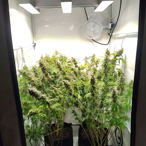 Sturmtief SABINE growlog timeline photo