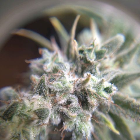 Sturmtief SABINE growlog timeline photo