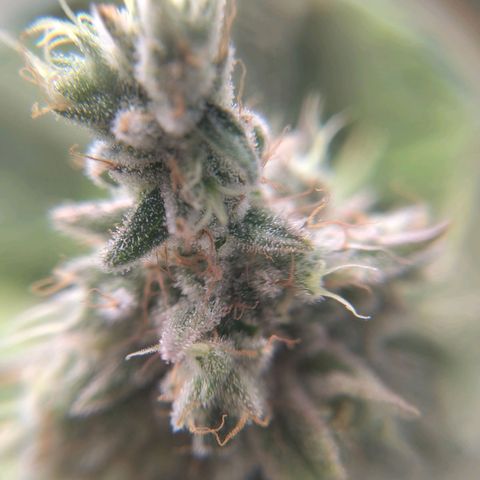 Sturmtief SABINE growlog timeline photo