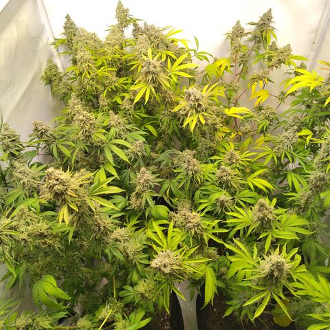 Sturmtief SABINE growlog timeline photo