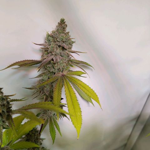 Sturmtief SABINE growlog timeline photo