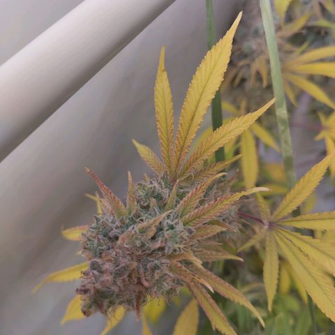 Sturmtief SABINE growlog timeline photo