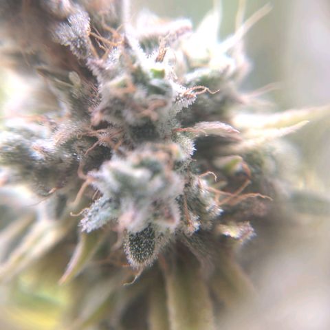 Sturmtief SABINE growlog timeline photo