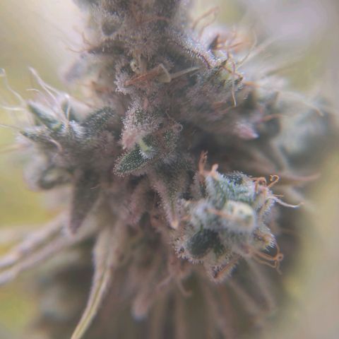 Sturmtief SABINE growlog timeline photo