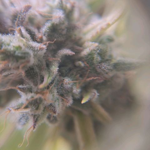 Sturmtief SABINE growlog timeline photo
