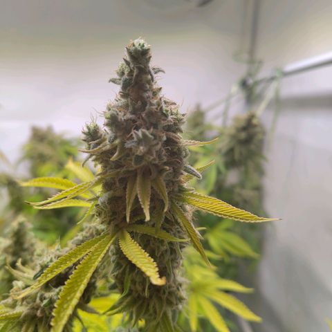 Sturmtief SABINE growlog timeline photo