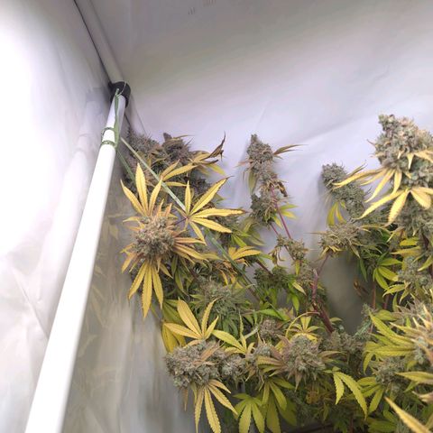 Sturmtief SABINE growlog timeline photo