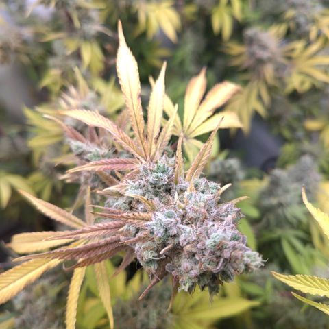 Sturmtief SABINE growlog timeline photo