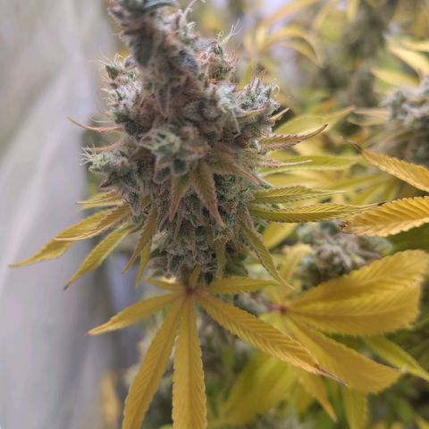 Sturmtief SABINE growlog timeline photo