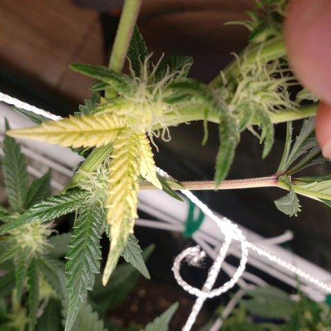 Unknown strain growlog timeline photo