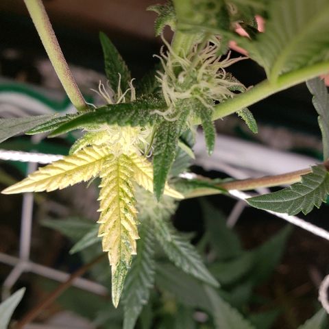 Unknown strain growlog timeline photo