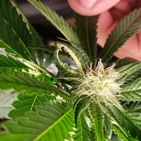 Unknown strain growlog timeline photo