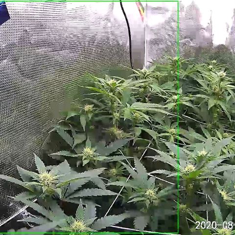 Unknown strain growlog timeline photo