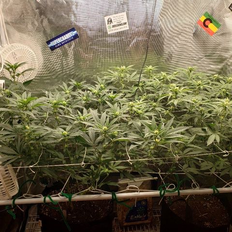 Unknown strain growlog timeline photo