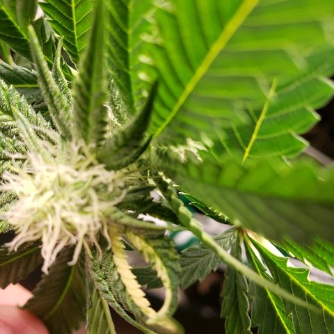 Unknown strain growlog timeline photo
