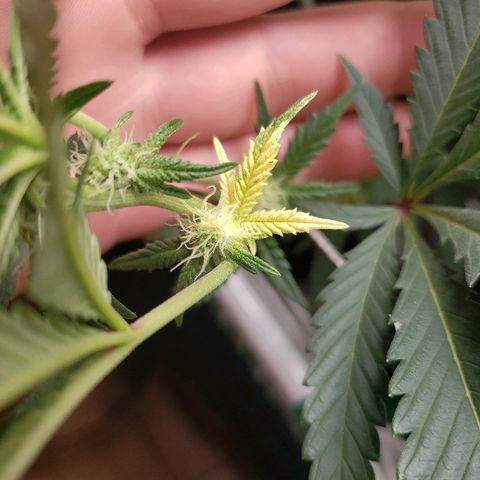 Unknown strain growlog timeline photo