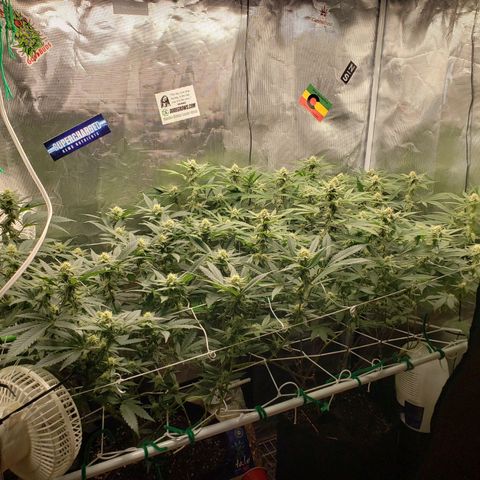Unknown strain growlog photo: Crescendo/DivineStorm 