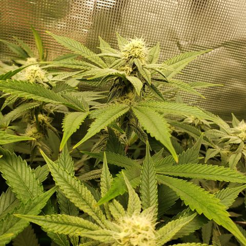 Unknown strain growlog photo: Crescendo/DivineStorm 