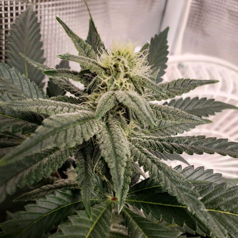 Unknown strain growlog photo: Crescendo/DivineStorm 