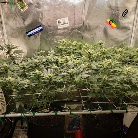 Unknown strain growlog photo: Crescendo/DivineStorm 