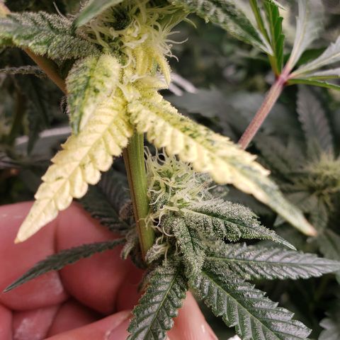 Unknown strain growlog photo: Crescendo/DivineStorm 