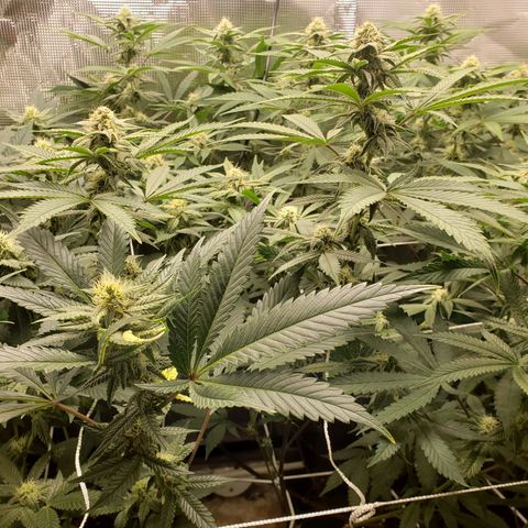 Unknown strain growlog photo: Crescendo/DivineStorm 