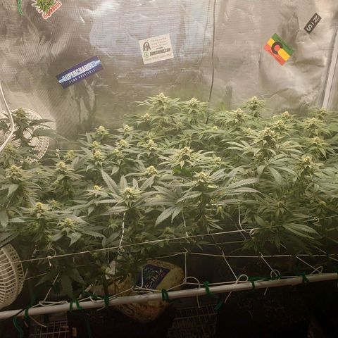Unknown strain growlog timeline photo