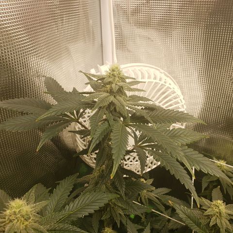 Unknown strain growlog timeline photo