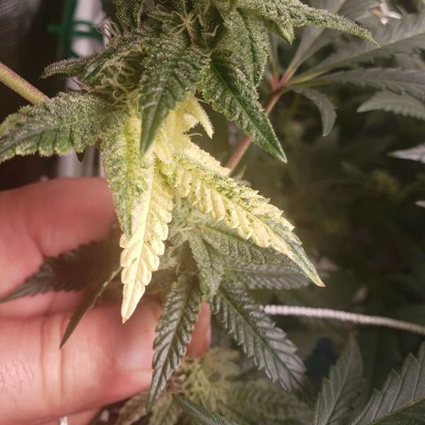 Unknown strain growlog timeline photo