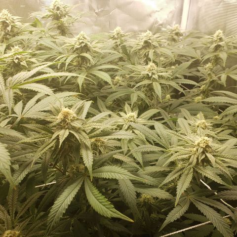 Unknown strain growlog timeline photo