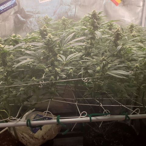 Unknown strain growlog timeline photo
