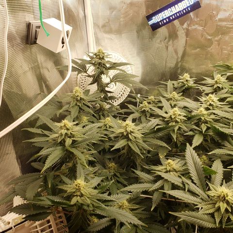 Unknown strain growlog timeline photo