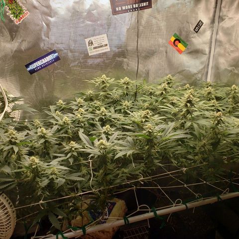 Unknown strain growlog timeline photo