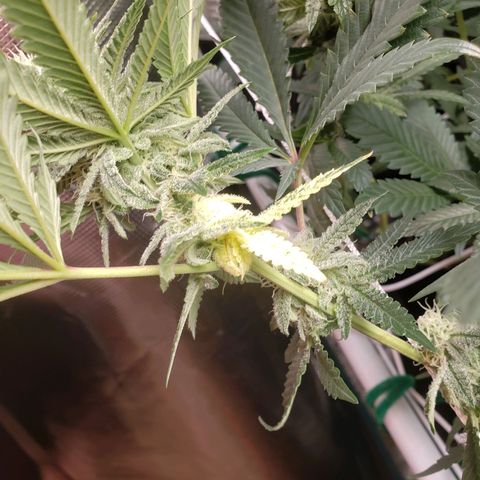 Unknown strain growlog timeline photo