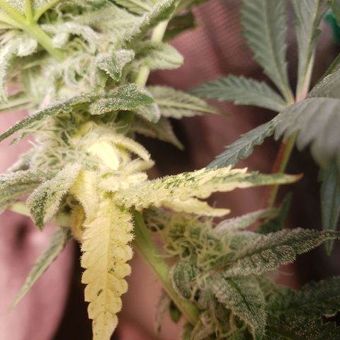 Unknown strain growlog timeline photo