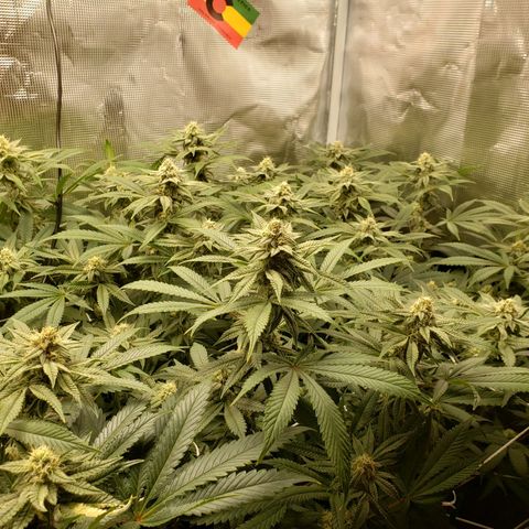 Unknown strain growlog timeline photo