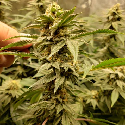Unknown strain growlog timeline photo